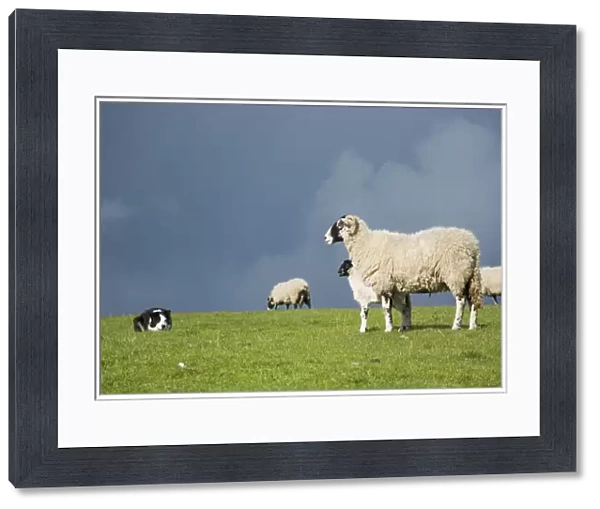 Domestic Dog, Border Collie, working sheepdog, adult, working Swaledale ewe and lamb in pasture, Cumbria, England, May