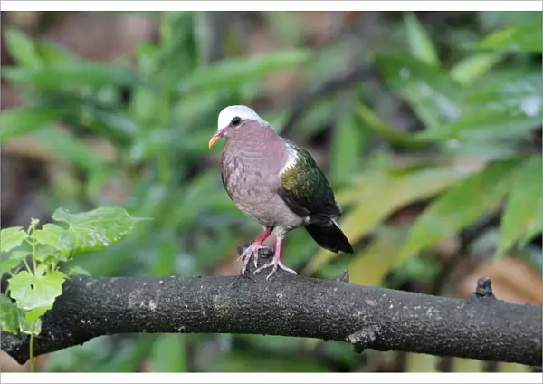 Emerald Dove (Chalcophaps indica indica) adult, perched on branch in lowland rainforest, Sinharaja Forest Reserve