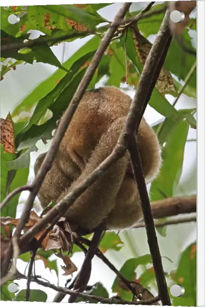 Silky Anteater (Cyclopes didactylus dorsalis) adult, sleeping in tree during daytime, Canopy Tower, Panama, November