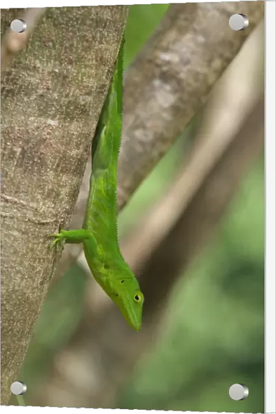Jamaican Giant Anole (Anolis garmani) adult, clinging to tree trunk, Manchester, Jamaica, December