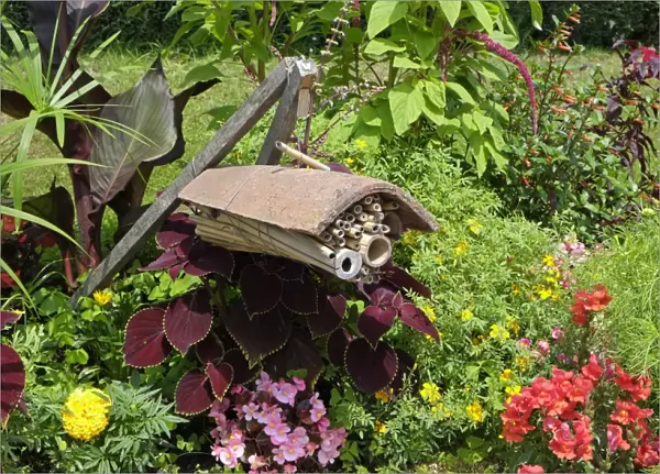 Bug hotel made from tile and hollow stems, hanging amongst flowers in garden, Normandy, France, August