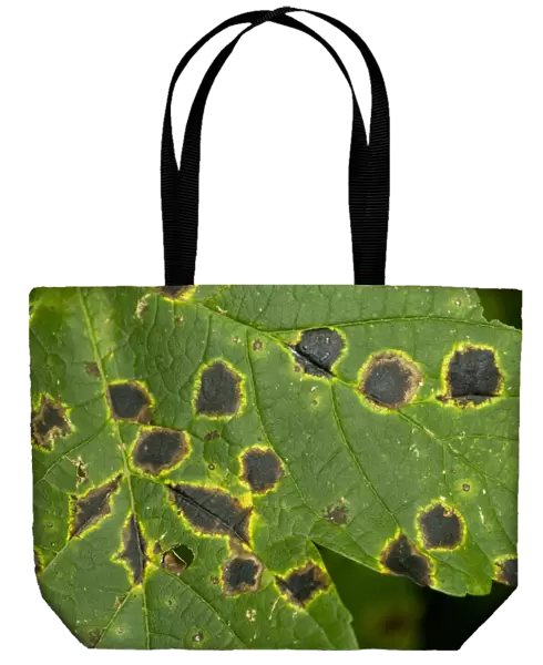 Sycamore Tar Spot (Rhytisma acerinum) lesions on Sycamore (Acer pseudoplatanus) leaf, Maritime Alps, France, September