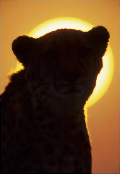 Cheetah (Acinonyx jubatus) Close-up of head silhouette against sun