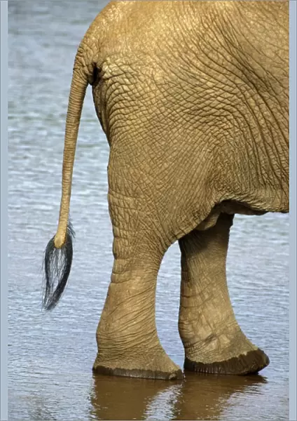 African Elephant (Loxodonta africana) Tail and feet