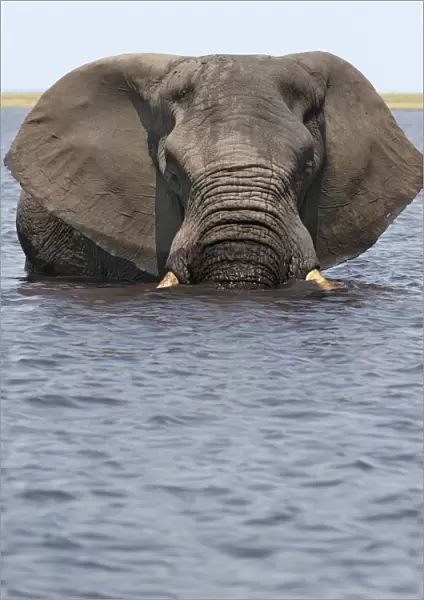 African Elephant (Loxodonta africana) adult, standing in water, Chobe River, Chobe N. P. Botswana