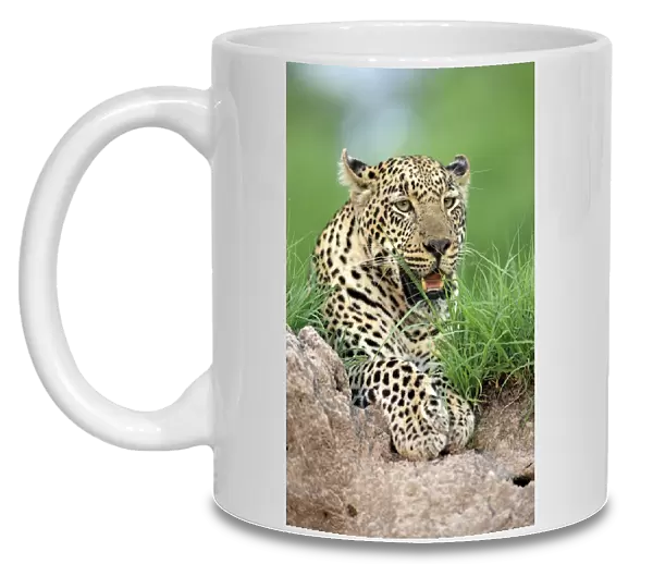 African Leopard (Panthera pardus pardus) adult, resting, Sabi Sabi Game Reserve, Kruger N. P. South Africa