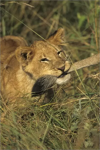 Lion (Panthera leo) Young holding anothers tail in mouth - Masai Mara, Kenya