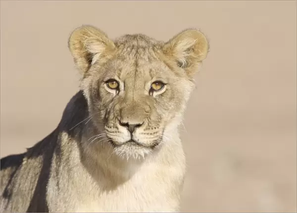 Lion (Panthera leo) cub, close-up of head, wet mouth after drinking, Kalahari, South Africa