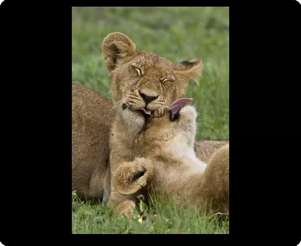 Two young African lion cubs lick each other