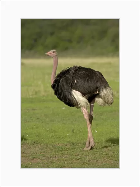 Ostrich (Struthio camelus) adult male, walking, Masai Mara, Kenya