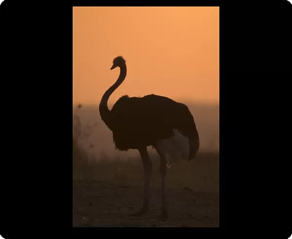 Ostrich (Struthio camelus) adult male, silhouetted at sunset, Tarangire N. P. Tanzania
