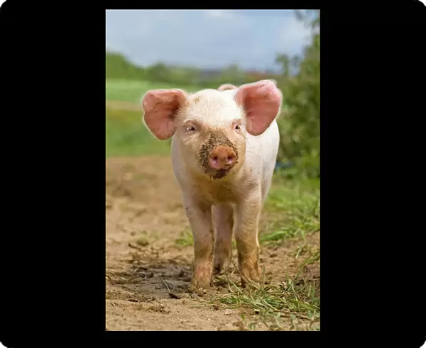 Domestic Pig, free-range piglet, standing, England