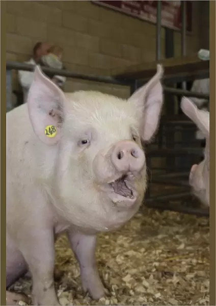 Domestic Pig, Middle White gilt, with mouth open, sitting in pen, National Pig Show and Sale, Ross-on-Wye