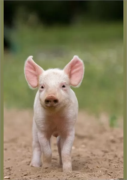 Domestic Pig, Large White x Landrace x Duroc, freerange piglet, standing, on outdoor unit, England, june