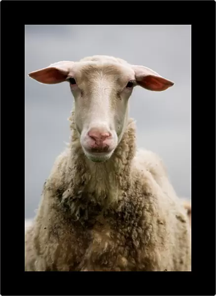 Domestic Sheep, Friesland Milk Sheep ewe, close-up of head, England