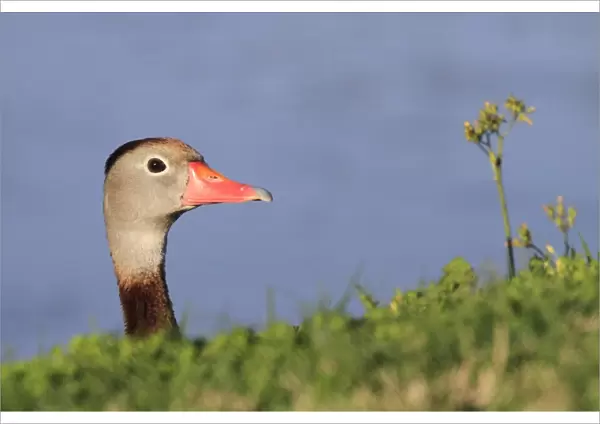 Red-billed Whistling-duck (Dendrocygna autumnalis) adult, looking over bank, Florida, U. S. A