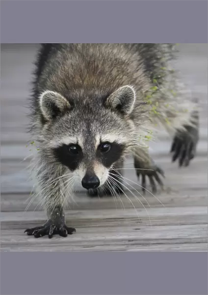 Common Raccoon (Procyon lotor) adult, walking on boardwalk in swamp, Florida, U. S. A