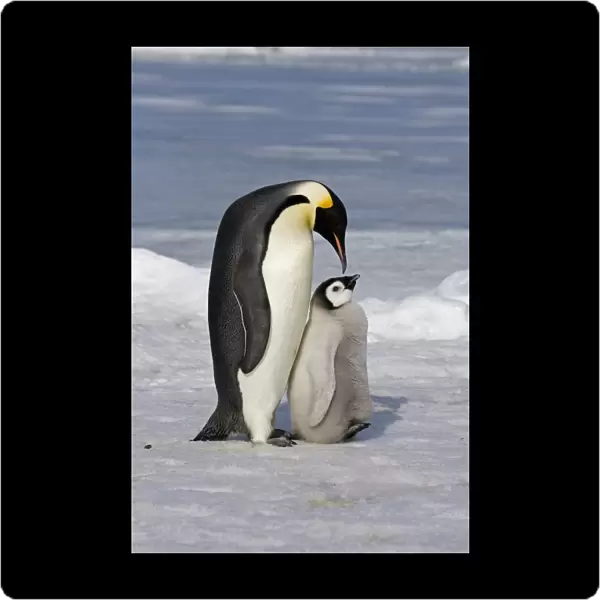 Emperor Penguin (Aptenodytes forsteri) adult and chick, Snow Hill Island, Antarctic Peninsula, Antarctica