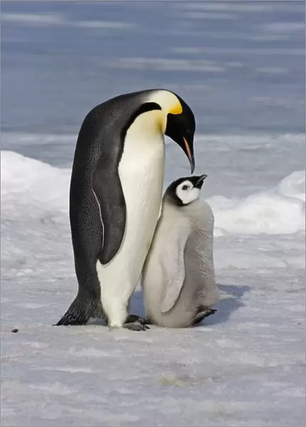Emperor Penguin (Aptenodytes forsteri) adult and chick, Snow Hill Island, Antarctic Peninsula, Antarctica