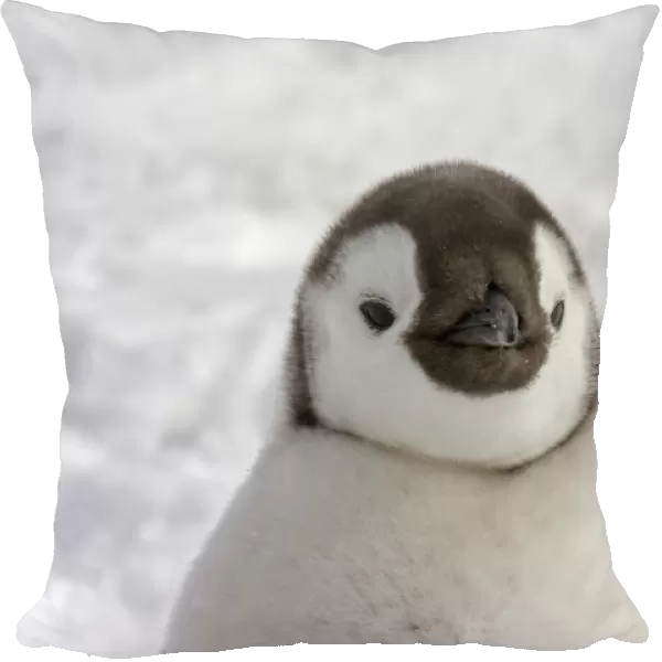 Emperor Penguin (Aptenodytes forsteri) chick, close-up of head, Snow Hill Island, Antarctic Peninsula, Antarctica