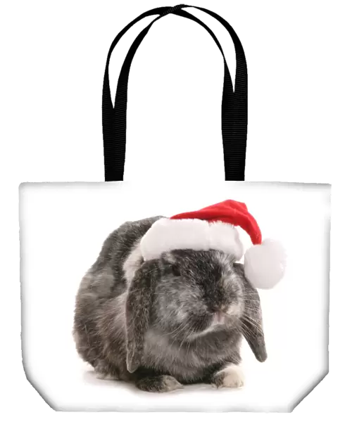 Domestic Rabbit, Lop-eared, adult female, sitting, dressed with Christmas hat