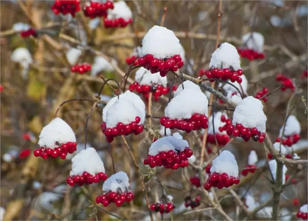 Guelder Rose (Viburnum opalus) snow covered berries, Chipping, Lancashire, England, december