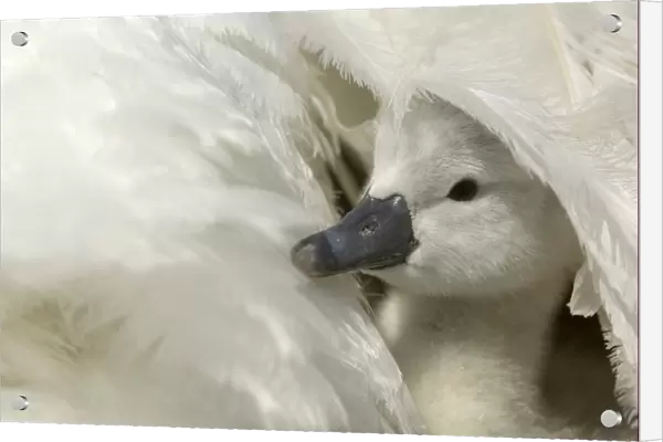 Mute Swan (Cygnus olor) cygnet, under parents wing, Oxfordshire, England