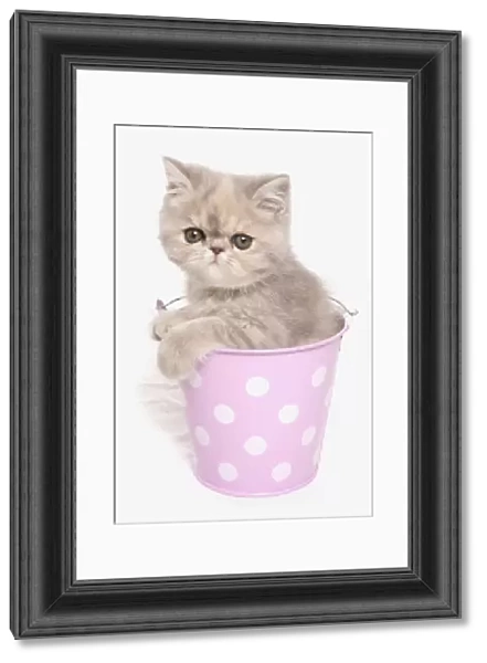 Domestic Cat, Exotic Shorthair, kitten, sitting in pink bucket