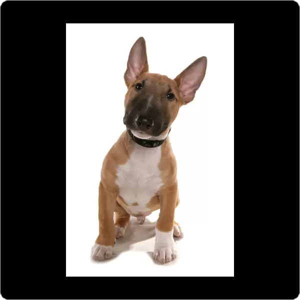 Domestic Dog, Bull Terrier, puppy, sitting, with collar