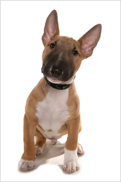 Domestic Dog, Bull Terrier, puppy, sitting, with collar