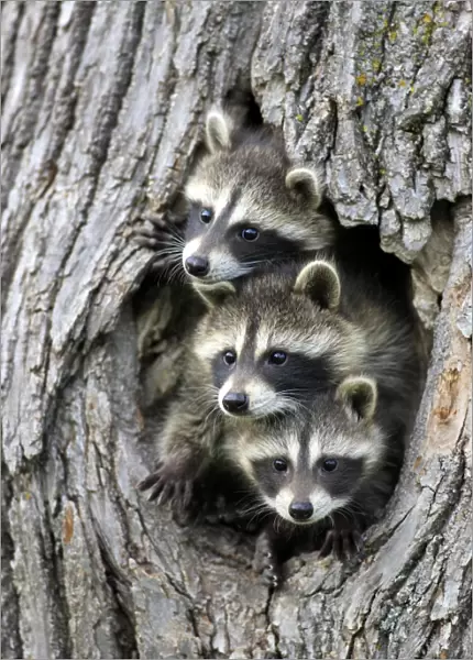 Common Raccoon (Procyon lotor) three young, at den entrance in tree trunk, Minnesota, U. S. A