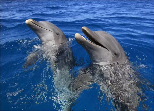 Common Bottlenose Dolphin (Tursiops truncatus) two adults, with mouth open, Roatan, Honduras