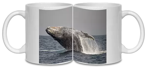 Humpback Whale (Megaptera novaeangliae) adult, breaching at surface of sea, offshore Port St