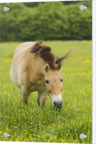 Przewalski's Horse (Equus przewalskii) adult, grazing in grassland, reintroduction project, Natuurpark Lelystad, Flevoland, Netherlands