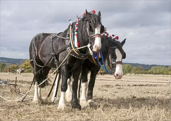 Shire Horse, two adults, working, team at ploughing match, Hampshire, England