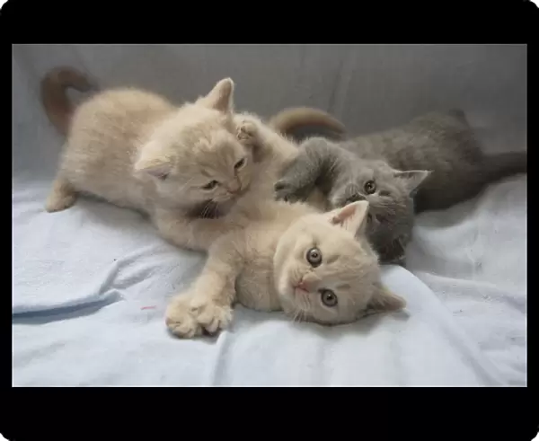 Domestic Cat - Three kittens play-fighting