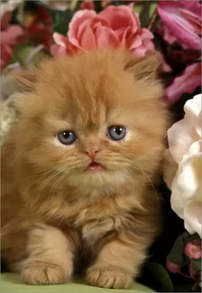 Domestic Cat, Persian, ginger kitten amongst flowers