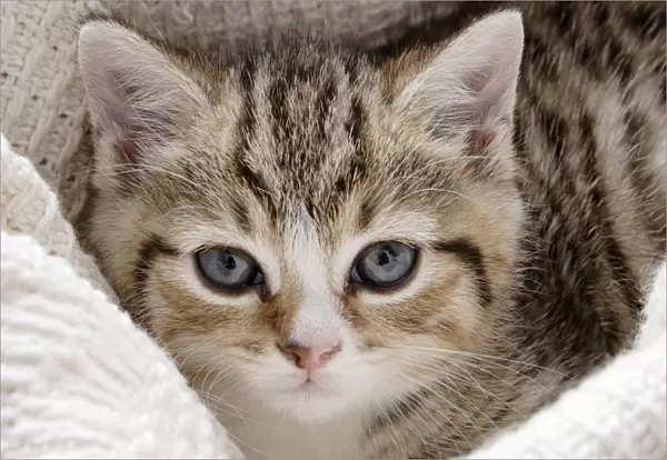 Domestic Cat, tabby-and-white kitten, laying on blanket, close-up of head, England