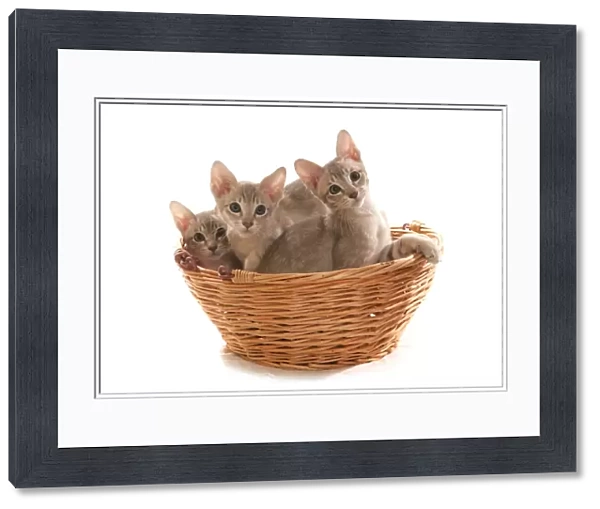 Domestic Cat, Tonkinese, blue tabby mink, three male kittens, sitting in basket