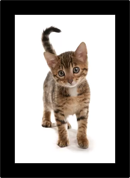 Domestic Cat, Bengal, brown spotted, kitten, standing