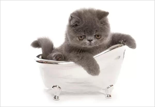 Domestic Cat, Exotic Shorthair, blue kitten, sitting in toy bath