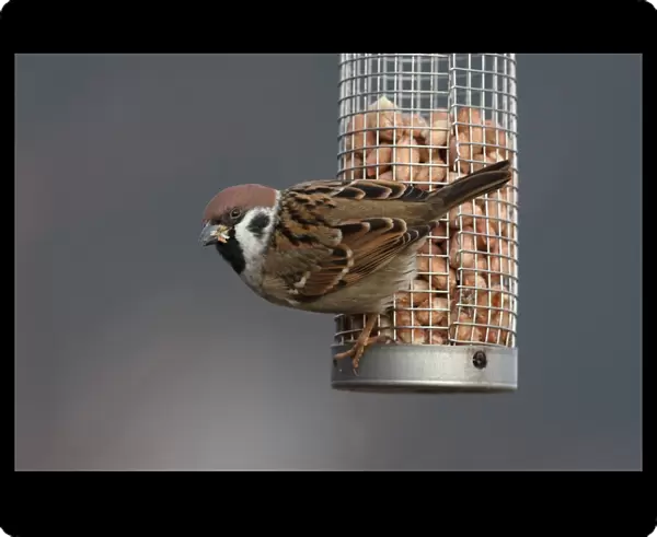 Eurasian Tree Sparrow (Passer montanus) adult, feeding on peanuts from feeder in garden, Leicestershire, England, january