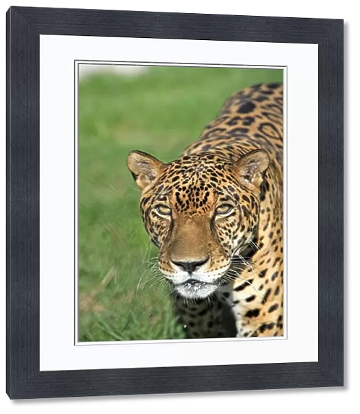 Jaguar (Panthera onca) adult male, close-up of head, Pantanal, Mato Grosso, Brazil