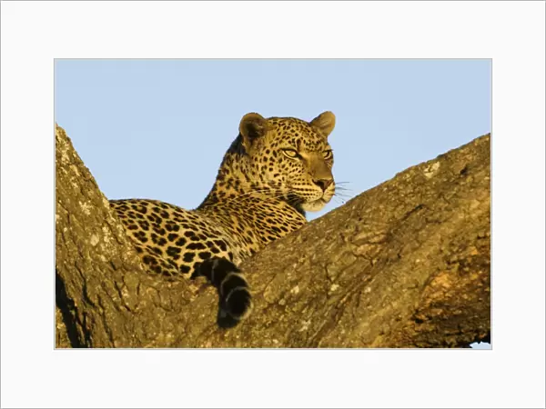 African Leopard (Panthera pardus pardus) adult, resting in tree, Serengeti N. P. Tanzania