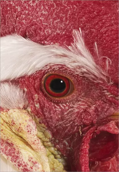 Domestic Chicken, White Leghorn, cockerel, close-up of face