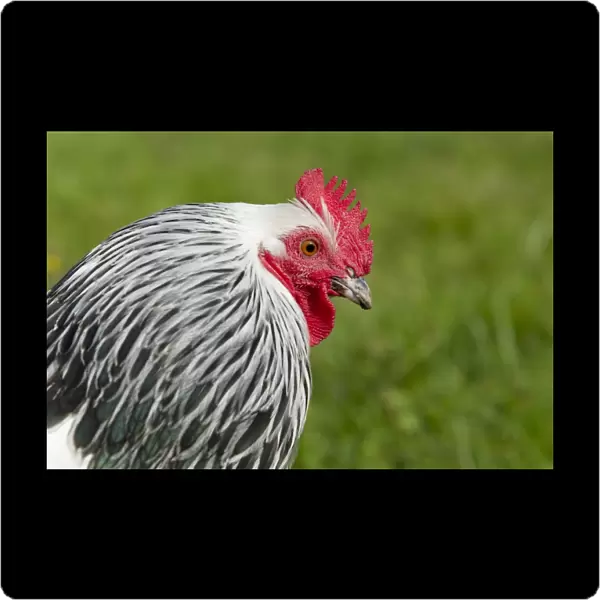 Domestic Chicken, Light Sussex, freerange cockerel, close-up of head, Essex, England, august