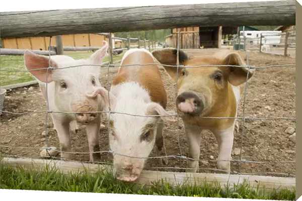 Domestic Pig, three piglets, standing beside wire fence in paddock, British Columbia, Canada, may