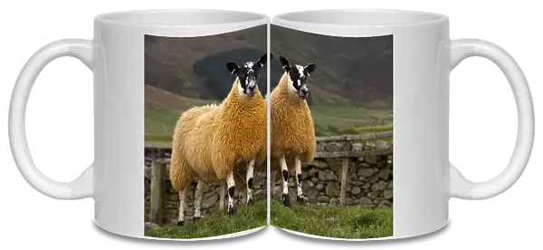 Domestic Sheep, Scotch mules, Blue-faced Leicester ram x Blackface ewe, two lambs, standing in pasture, Cumbria