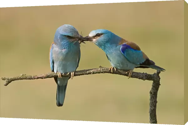 European Roller (Coracias garrulus) adult pair, courtship feeding, male passing insect to female, Hungary