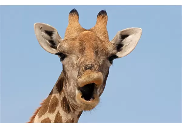 Giraffe (Giraffa camelopardalis) adult female, close-up of head, mouth open, Etosha N. P. Namibia